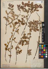 Foto von Salix starkeana Willd.